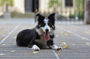 border collie gfbc21baf0 1920