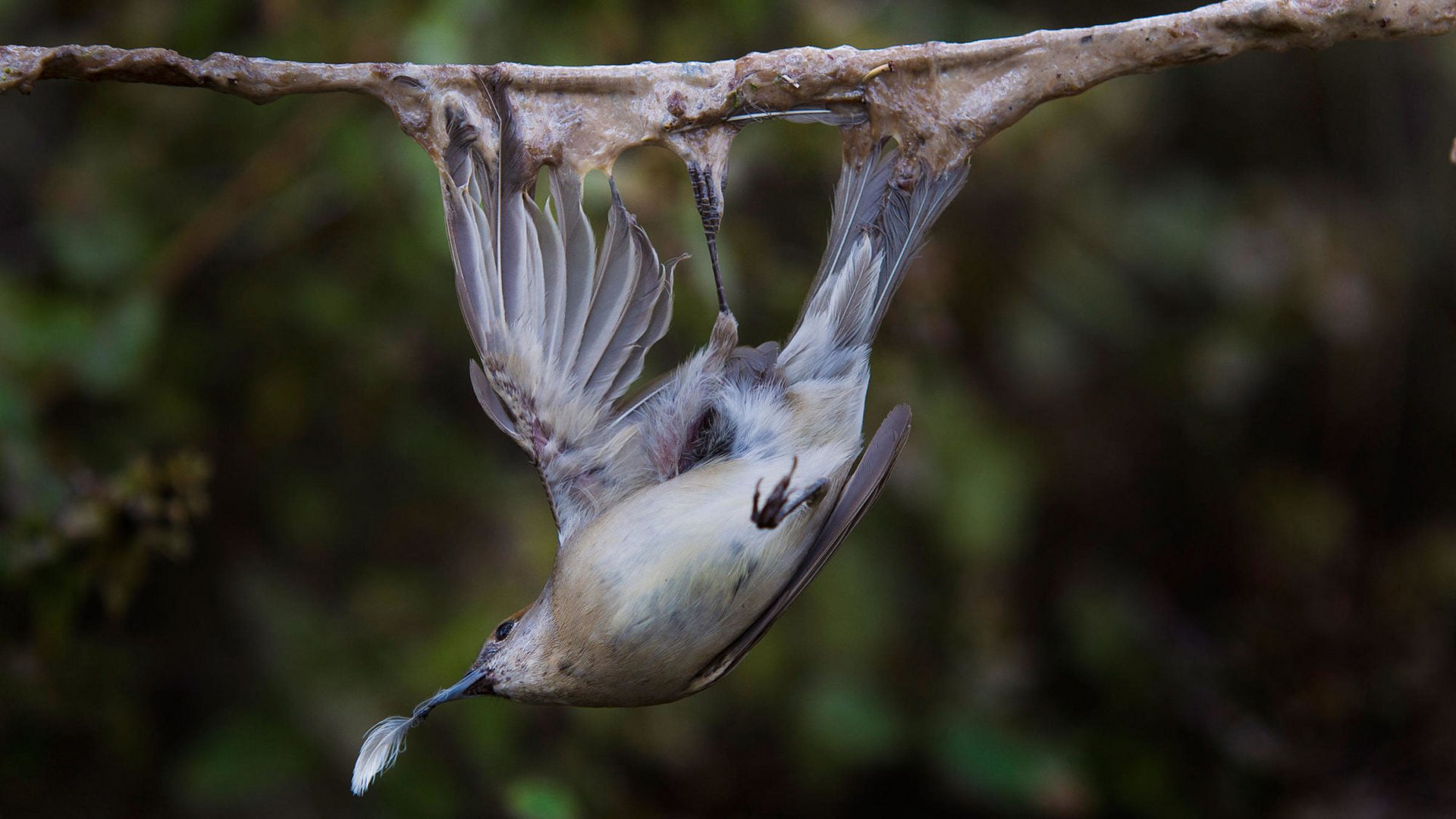 image Bird trapping: A wildlife crime which simply has no place in a civilised society