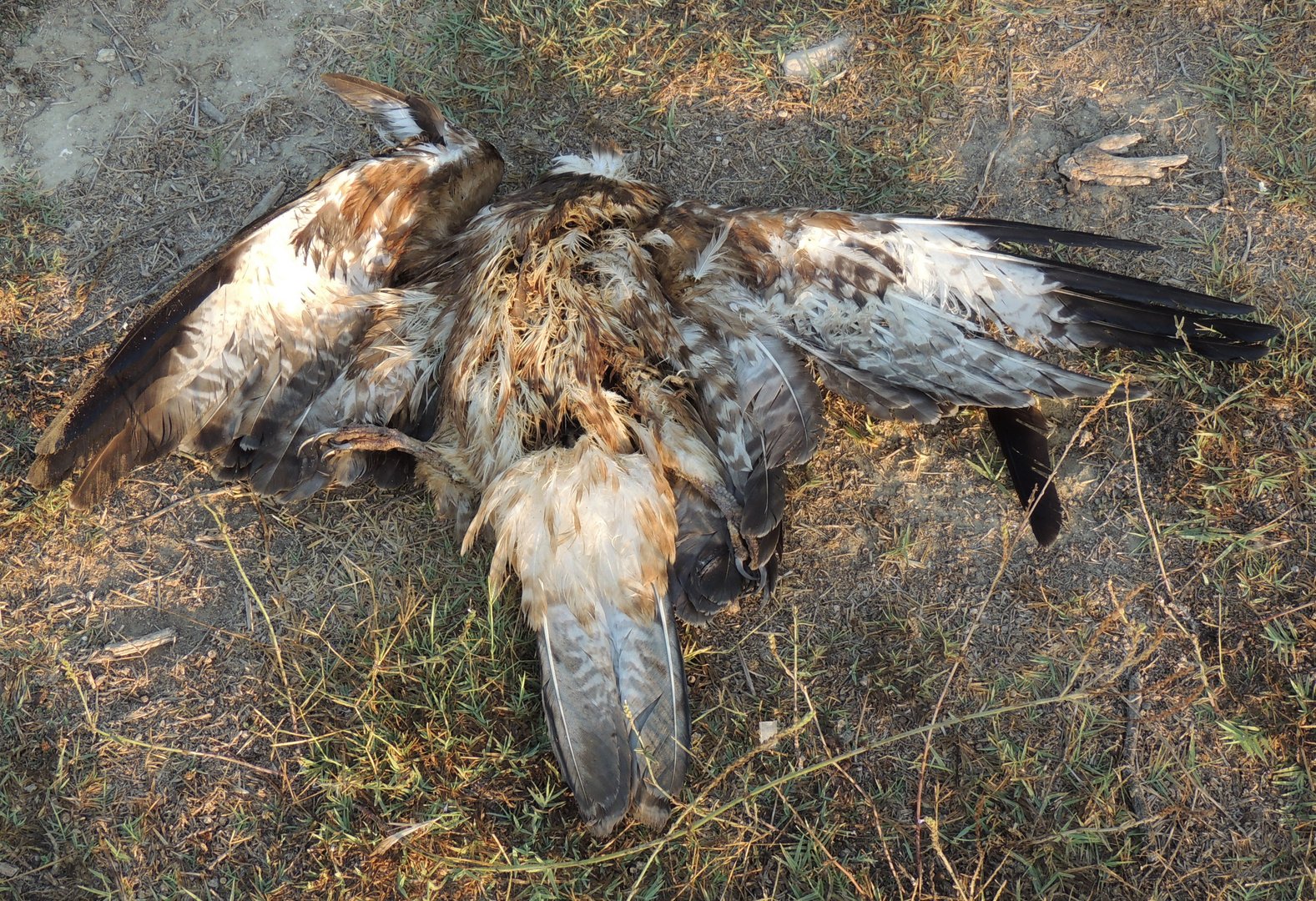 image Two fined for bird trapping