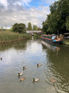 ducks trailing alongside boaters