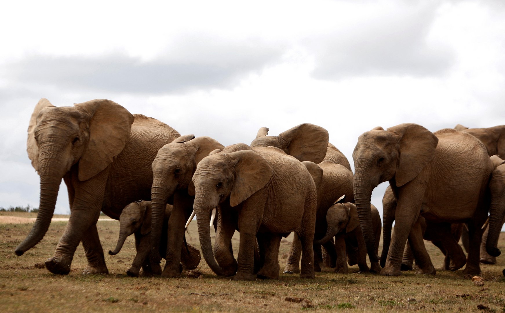 image Nigeria to investigate killings of endangered wildlife, environment minister says