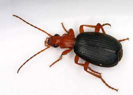 feature annette bombadier beetle