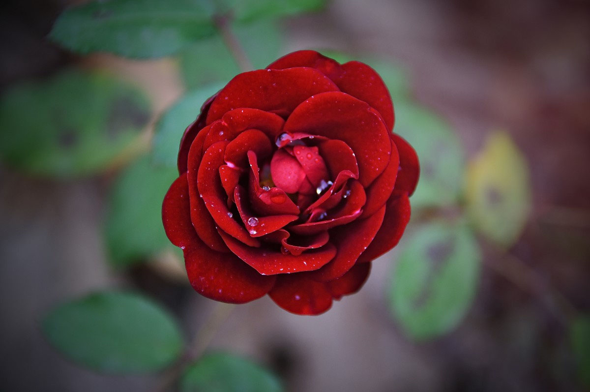 image In run up to Valentines Day all eyes on roses