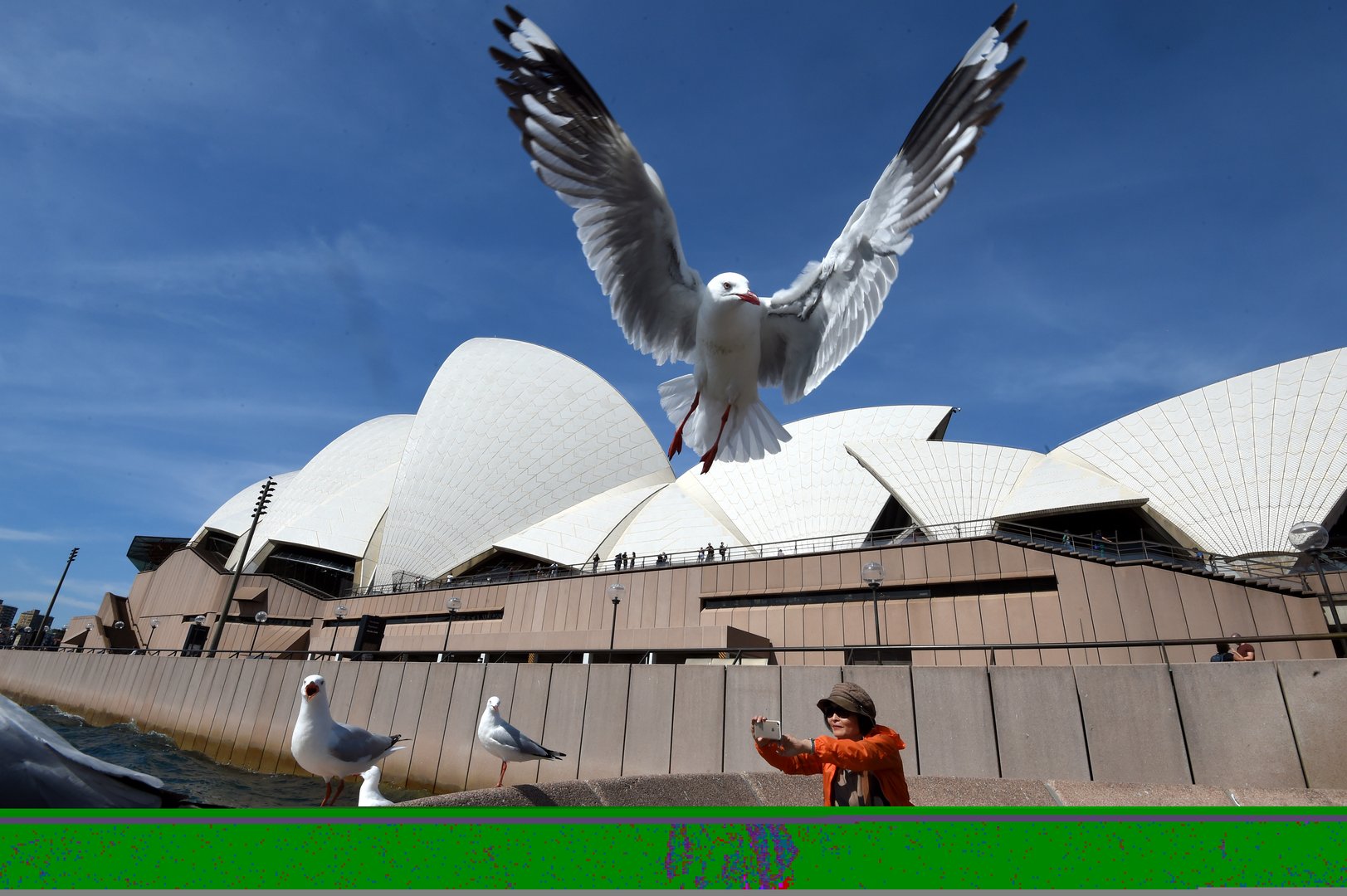 image Gull-free dining thanks to patrol dogs at Sydney Opera House