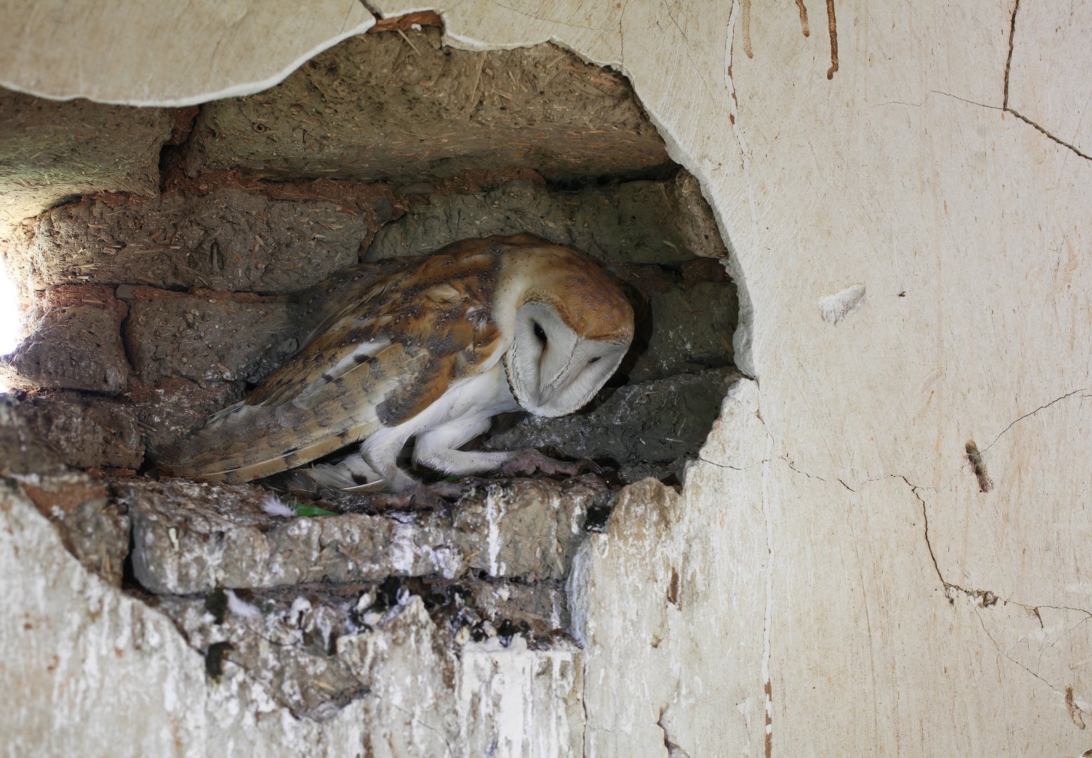 image Denia shows the way for eco-friendly rodent control
