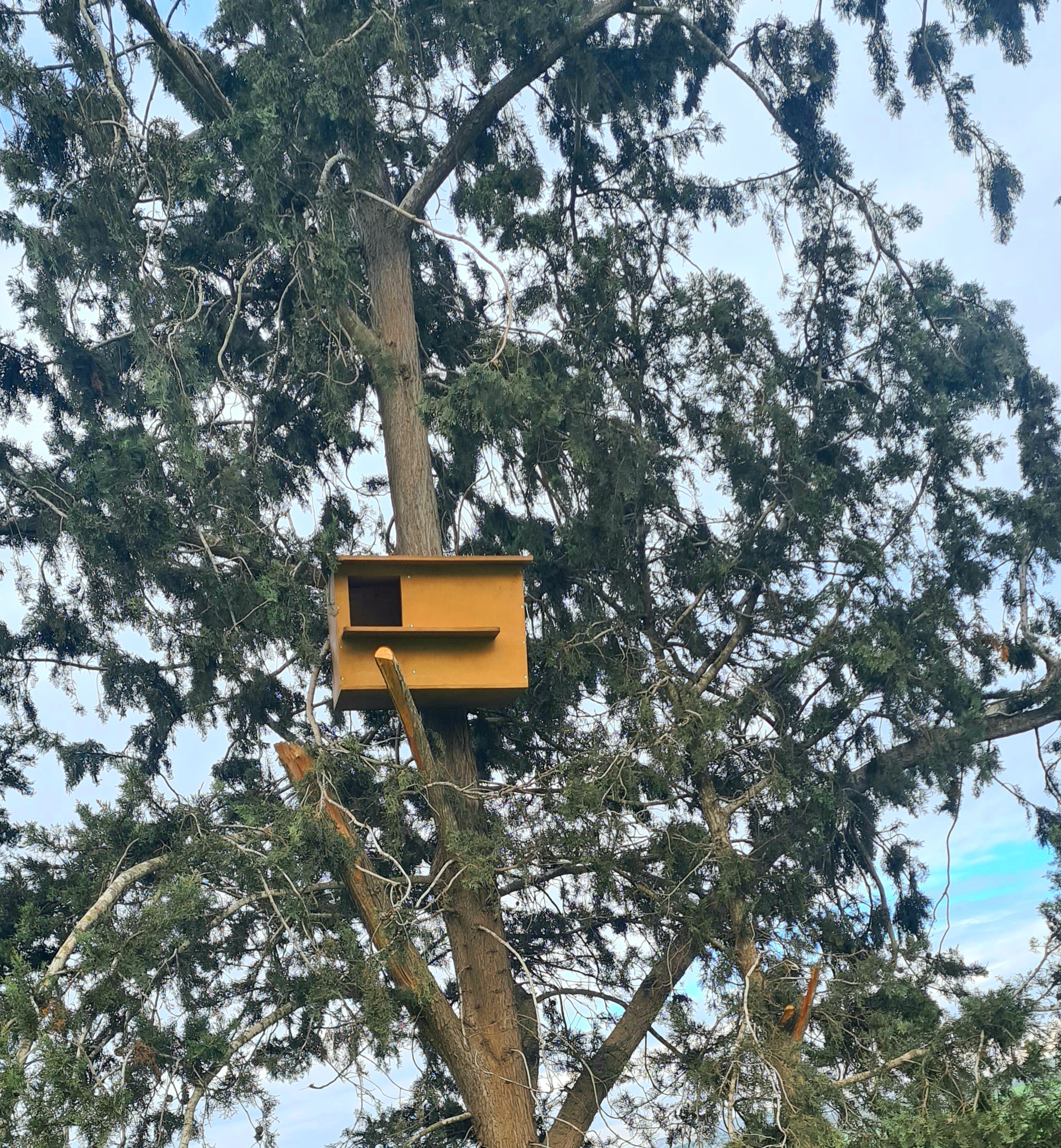 owls3