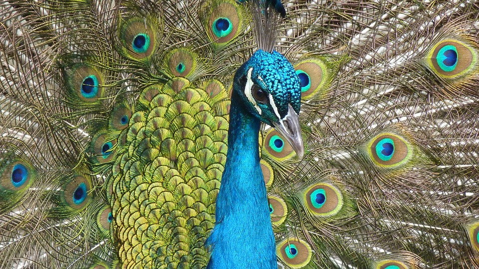 image Peacocks and trees stolen from Athienou municipal areas