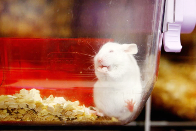 image Swiss reject ban on animal testing in referendum