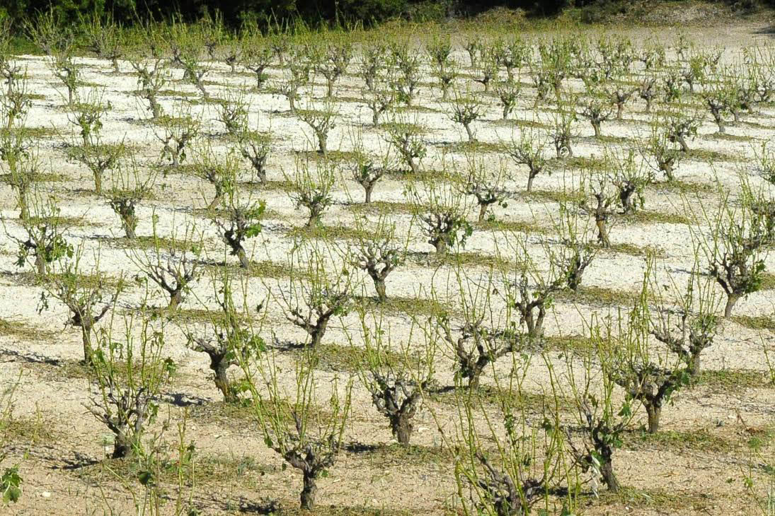 image Producers lobby for state aid after crop damage