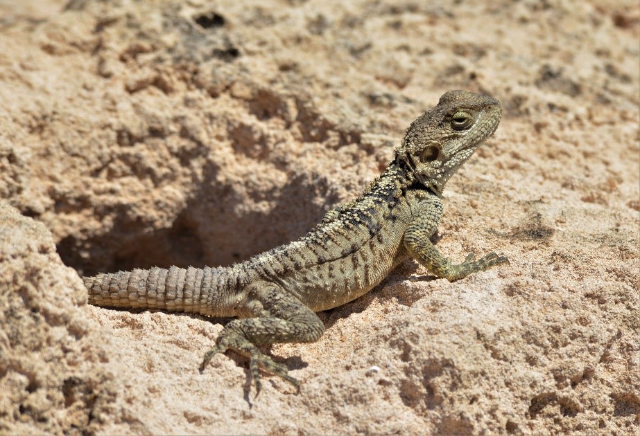 image Lizard found in Cyprus revealed as unique species