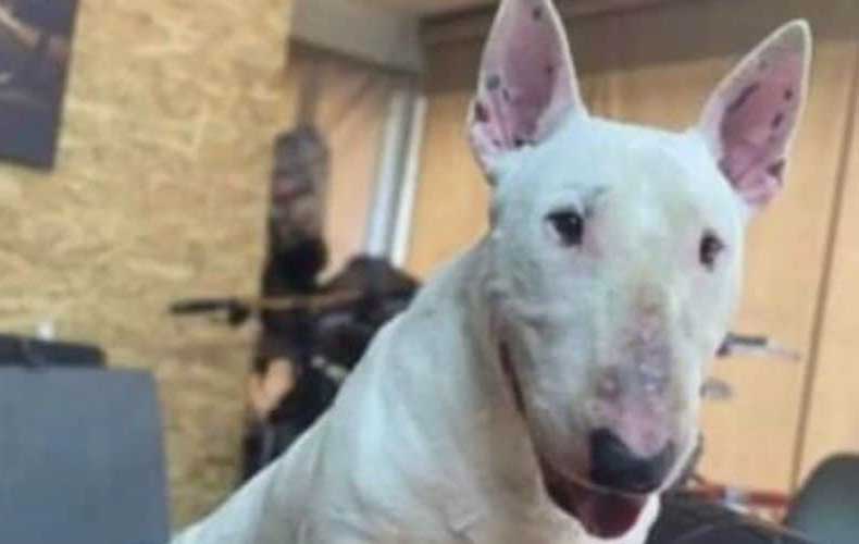 image Police deny negligence claims in investigation into dog’s death