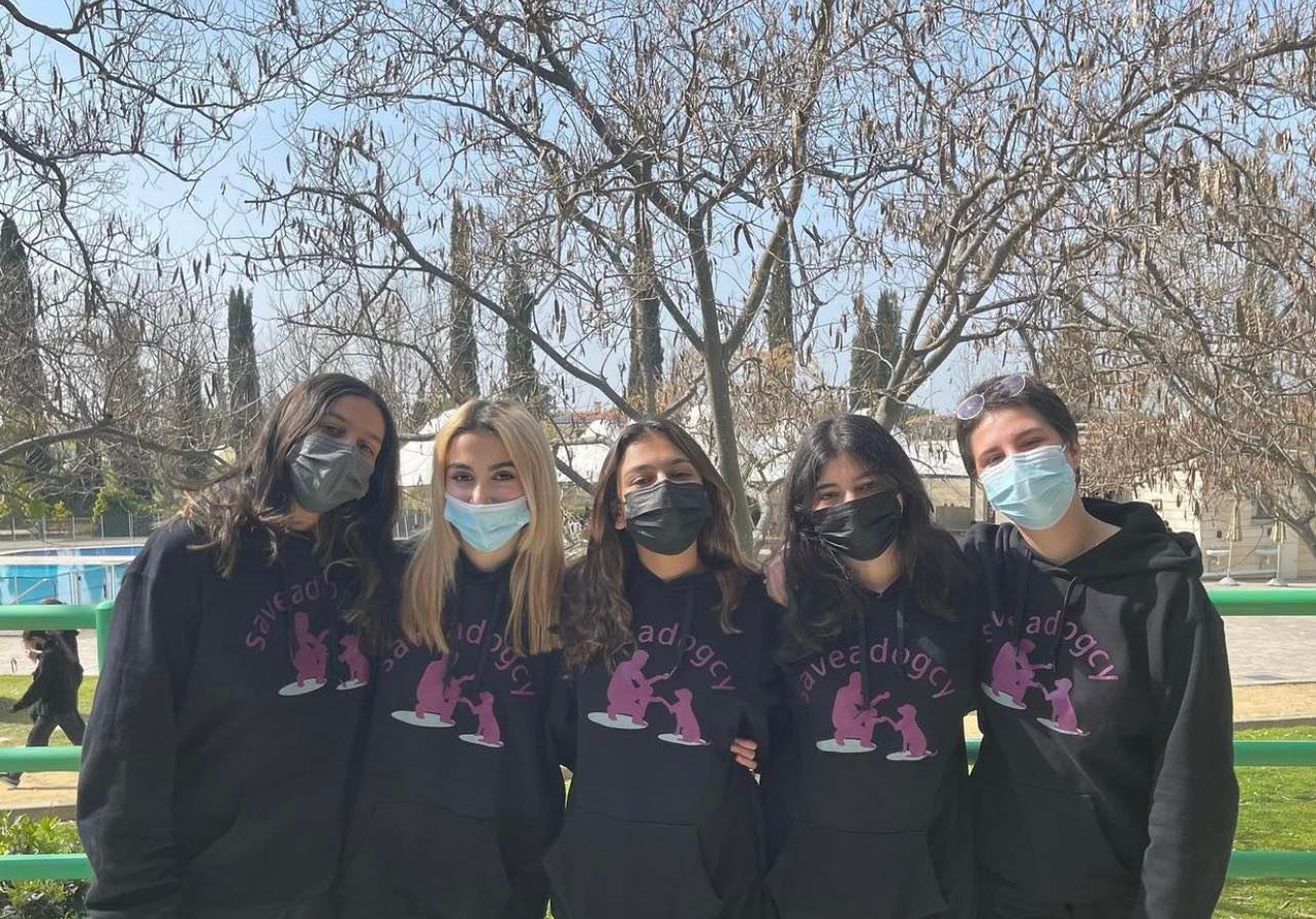 image Stray dogs of Cyprus – working towards a possible solution