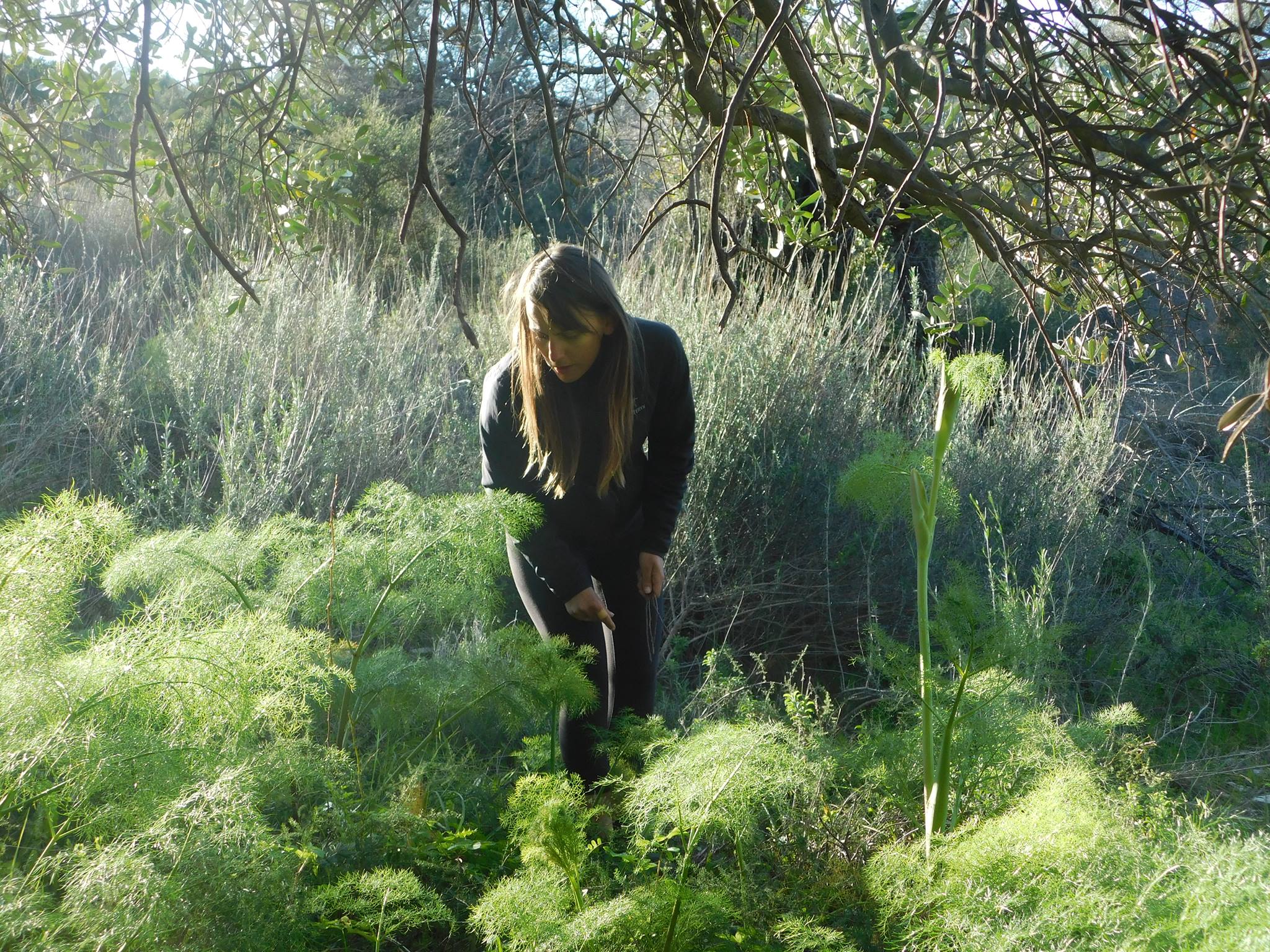 image Spring is in the air &#8211; time to forage for greens