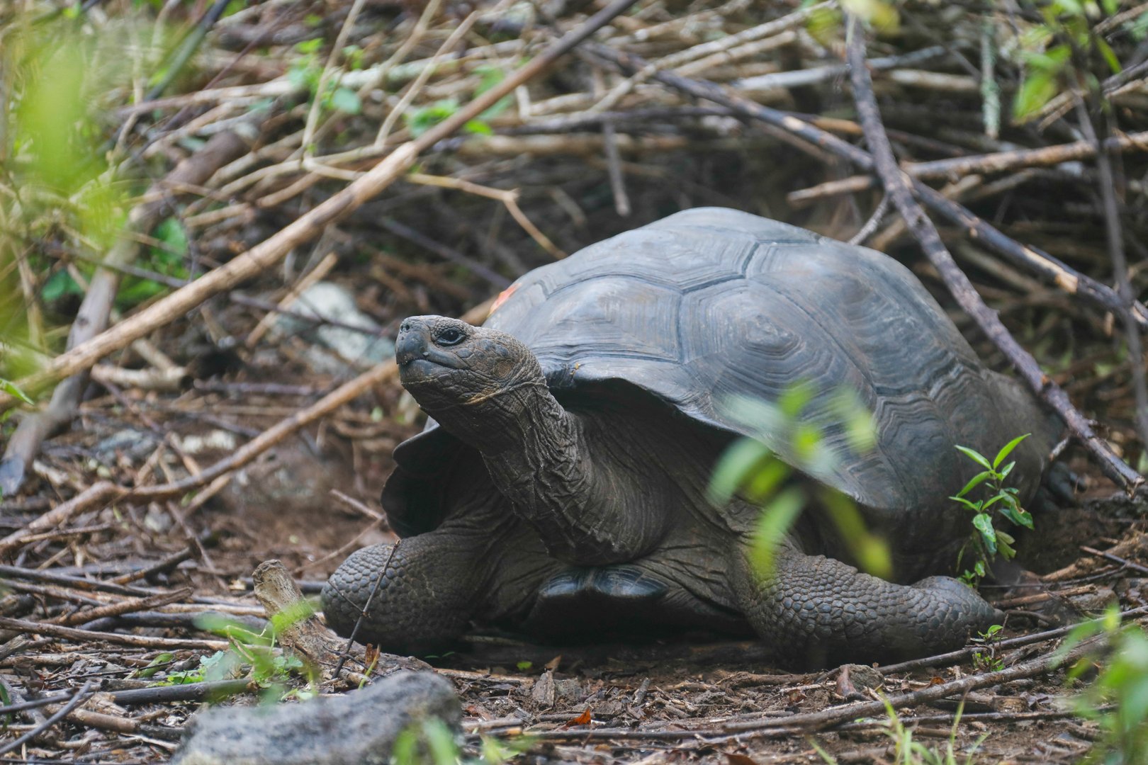 image Galapagos tortoises belong to new species, says national park