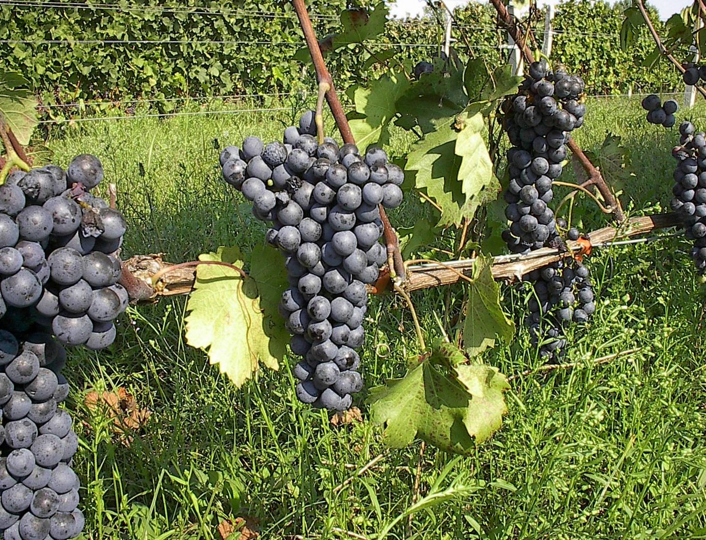 image The celebrated wines of the Peloponnese