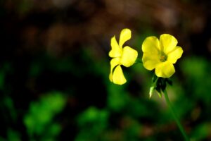 flowers bermuda buttercup woodsorrel plant