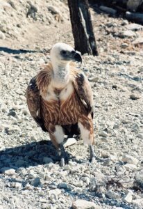 gyps fulvus Γυπας (24)