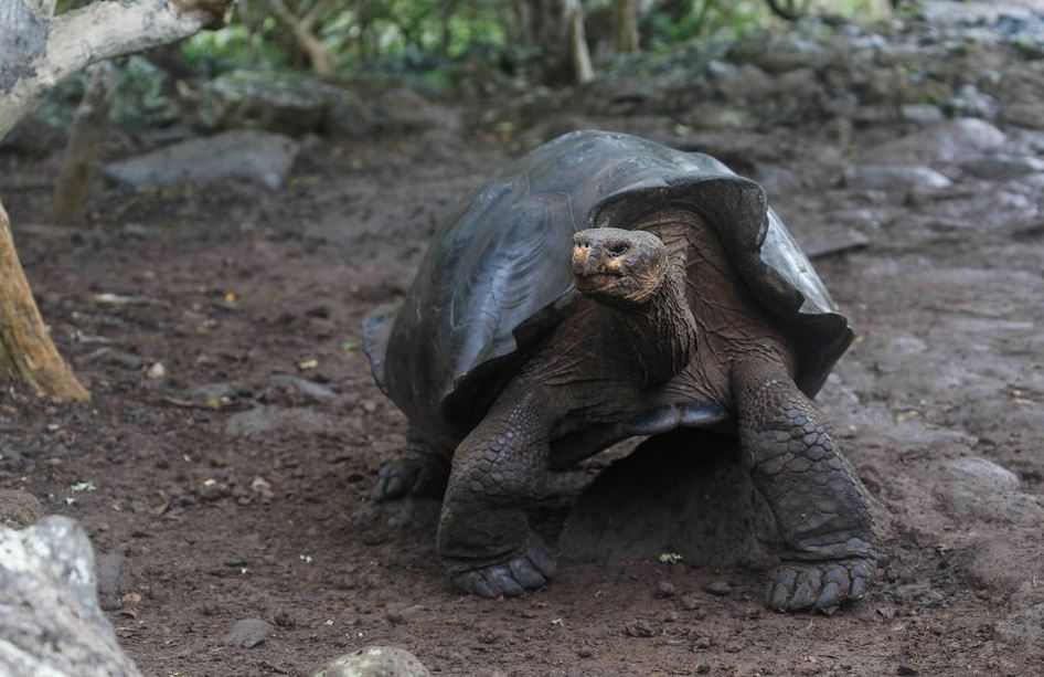 image Galapagos tortoises belong to new species, national park says