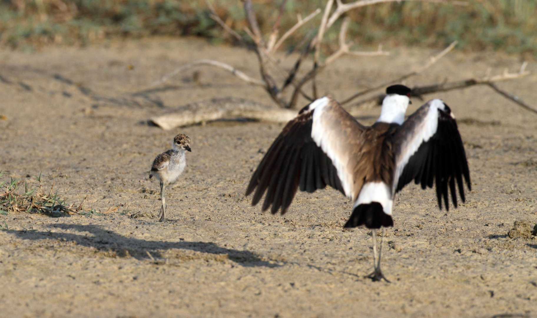 spur winged lapwing f. georgiades (2)