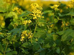 wild mustard