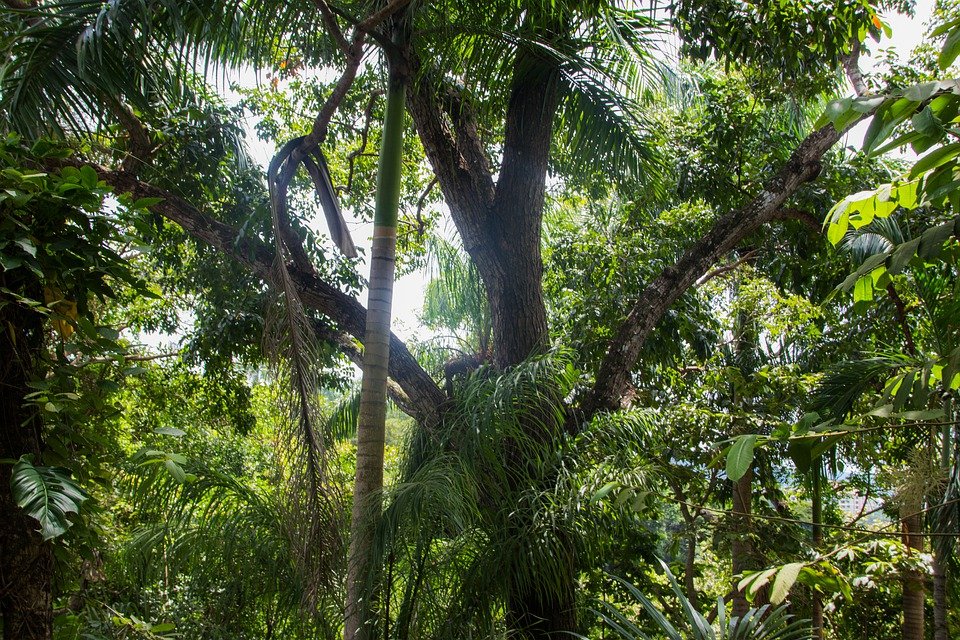 image Is the Amazon rainforest on the verge of collapse?