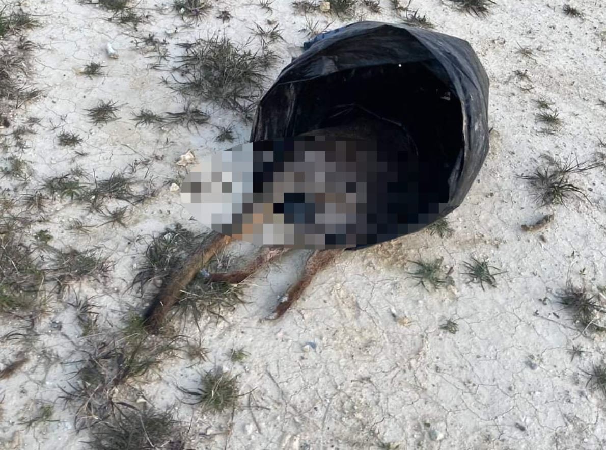 image Police launch investigation into dumping of remains of Limassol zoo animals