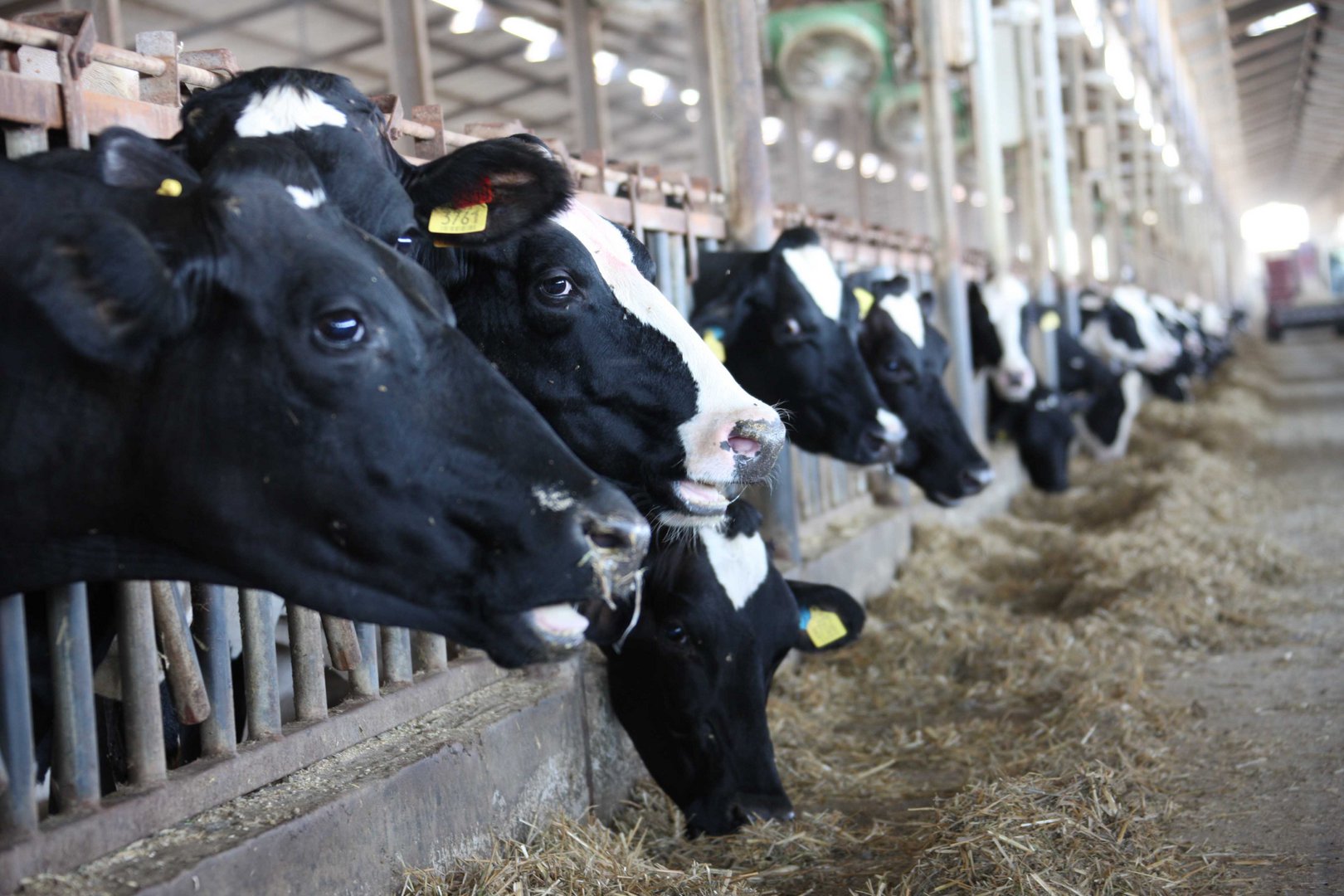 image Man, 62, found dead on farm was killed by cows, post-mortem finds