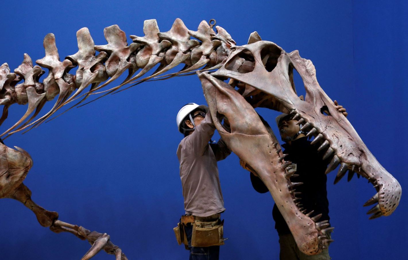 image Bone density study confirms watery lifestyle of &#8216;ominous&#8217; Spinosaurus
