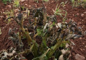 feature chris a potato plant destroyed by the frost (christos theodorides)