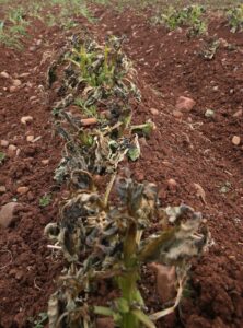 feature chris avraam venizelou estimates 70 per cent of his crop has been lost