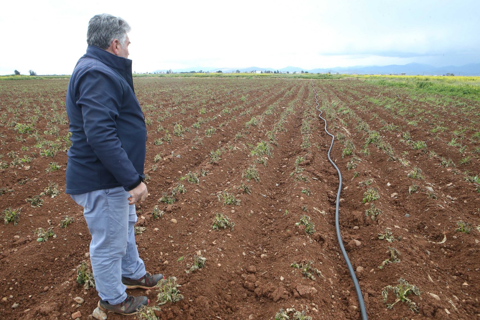 image Potatoes fall victim to war and weather
