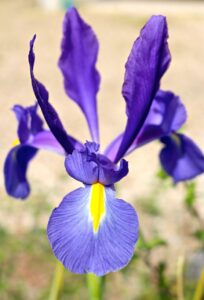 feature garden plant of month iris xiphium