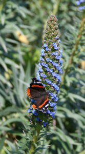 feature garden what to do a red admiral on an echium
