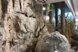 feature lambis display in the environmental information centre