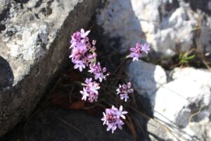 feature lambis the episkopi village area is said to be a treasure trove of varied fauna and flora