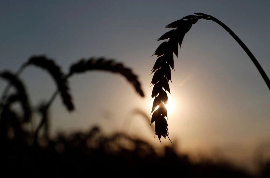 image Food crisis grows as spiralling prices spark export bans