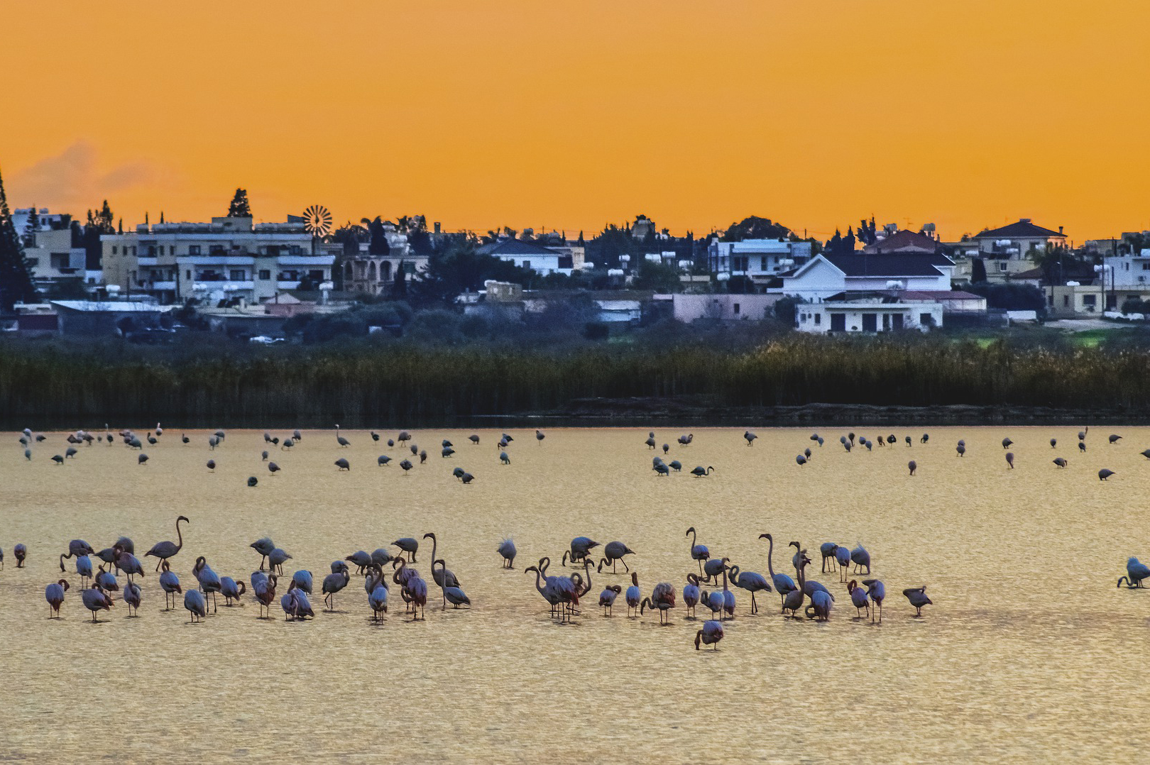 image Paralimni lake: A wetland gem in need of some TLC