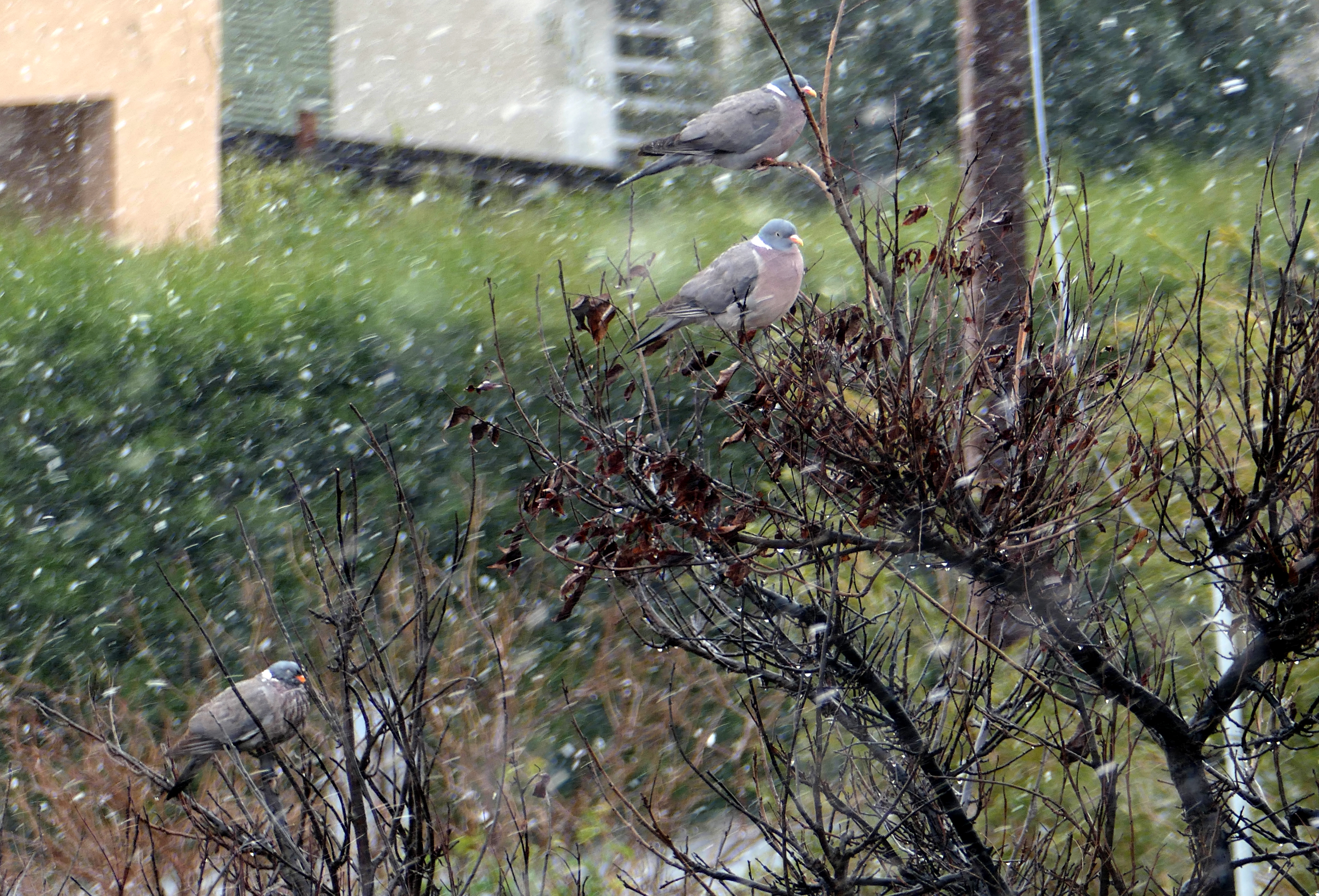 image Rare snowfall seen in Nicosia (updated, pictures, video)