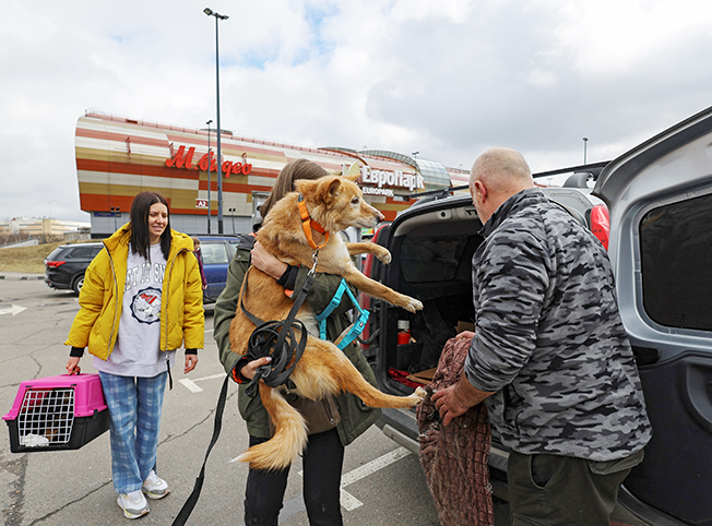image Abandoned cats and dogs look for new homes in Russia