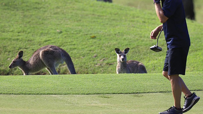 image Woman badly injured after kangaroo attack at Australian golf club