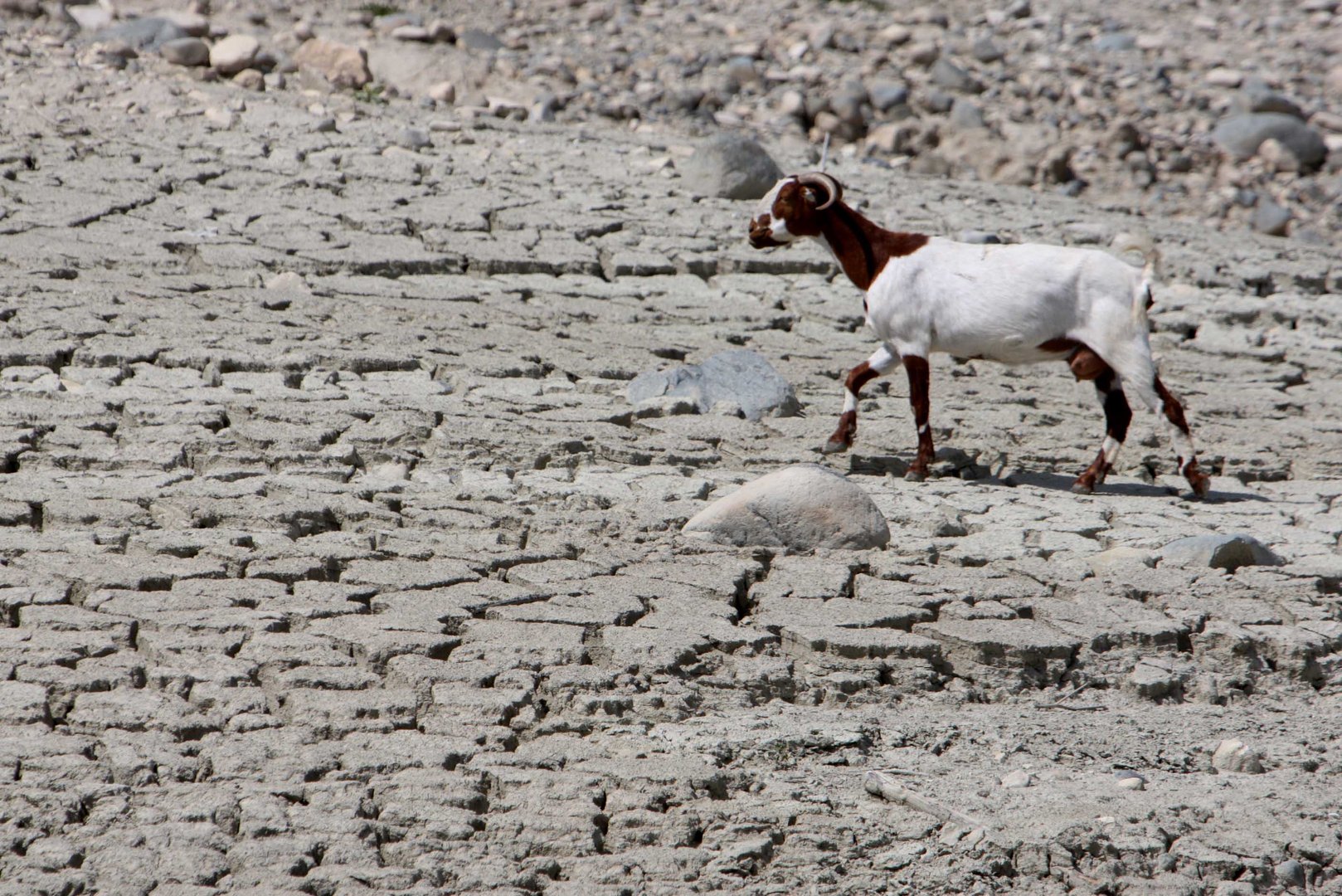 image Tech must never usurp natural ways to fight climate change