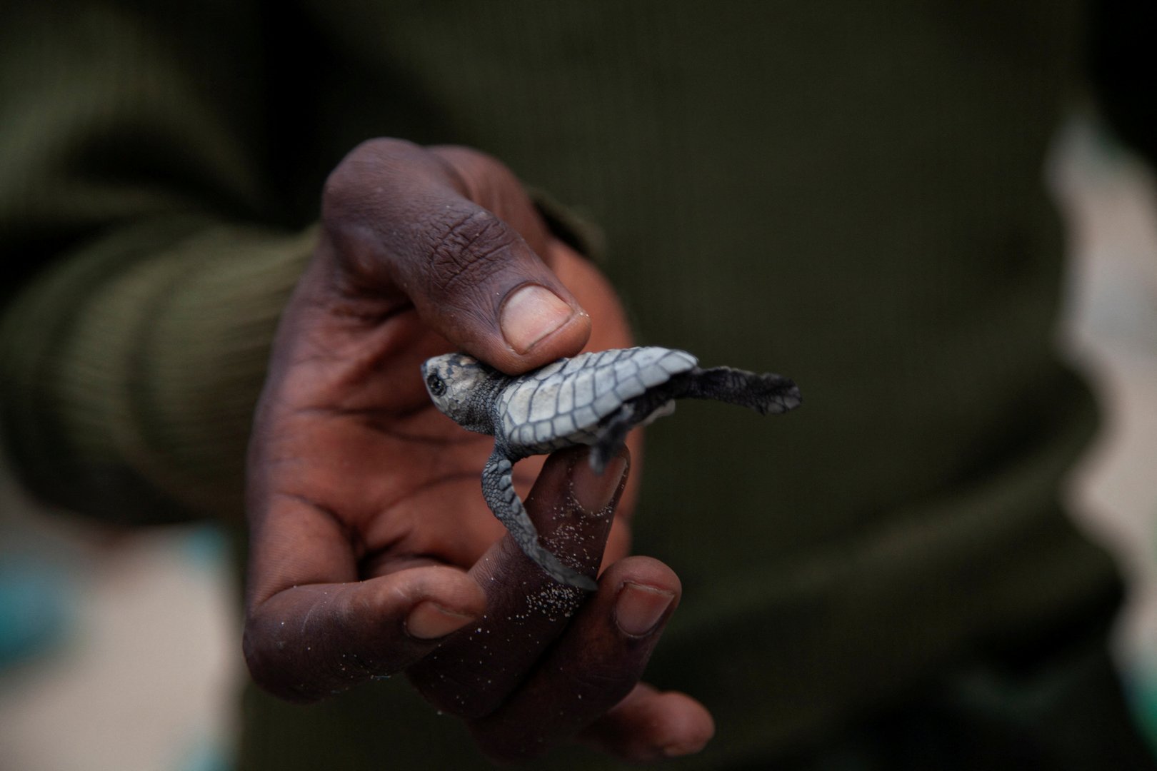 image Rangers concerned deep water port could threaten Congo&#8217;s sea turtles