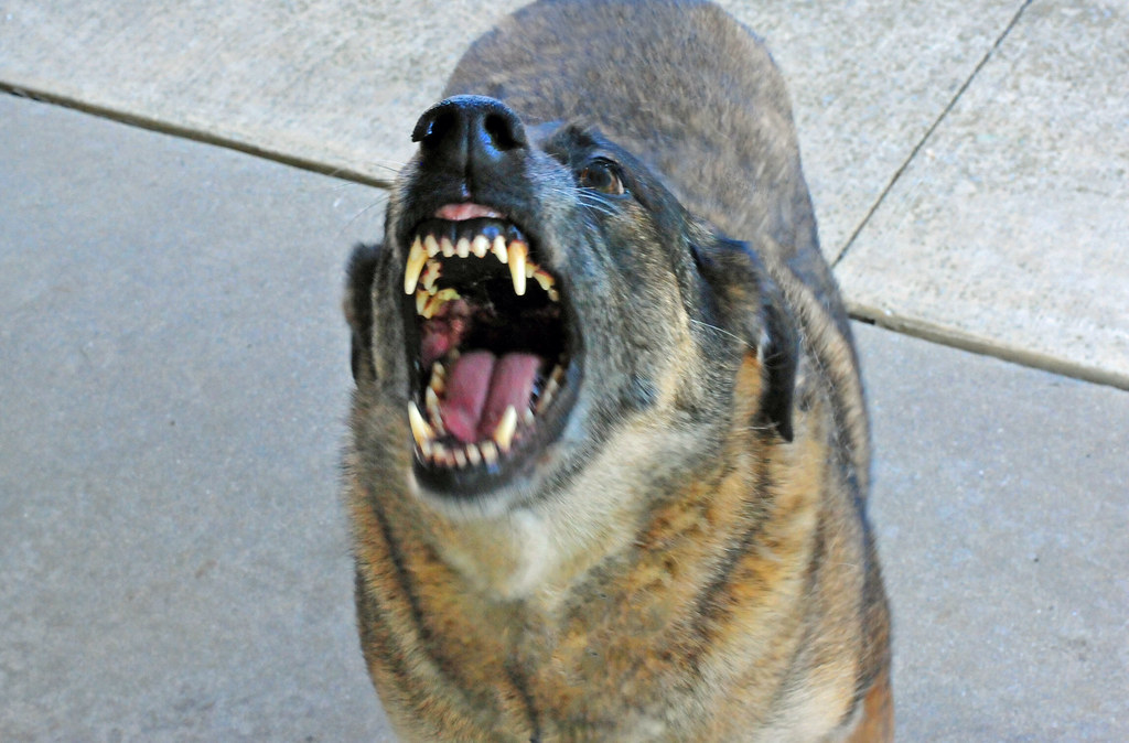 image Nine-year-old child undergoes emergency surgery after being bitten by dog