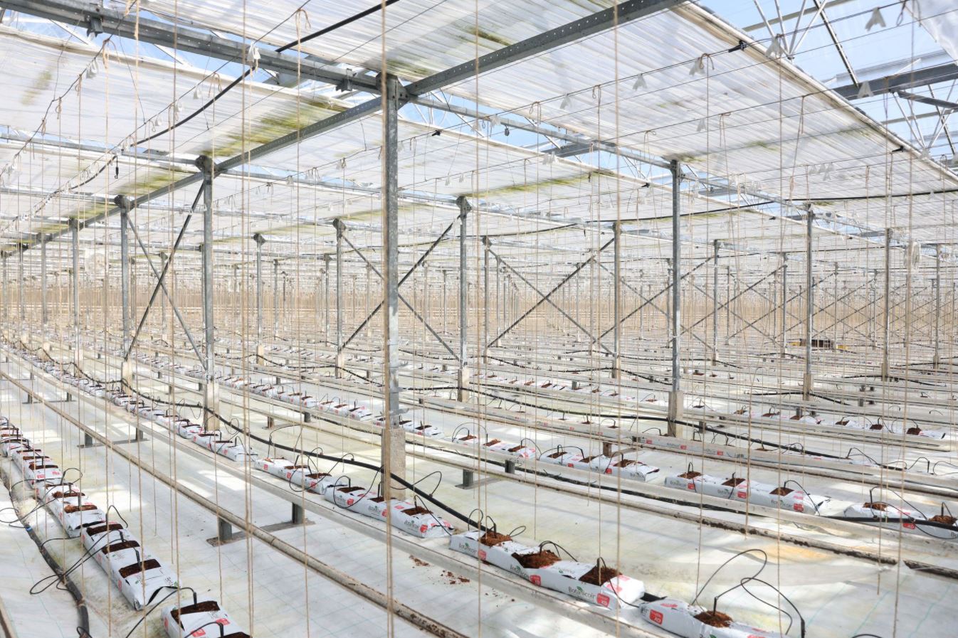 image Cucumber crisis: surging energy prices leave British glasshouses empty