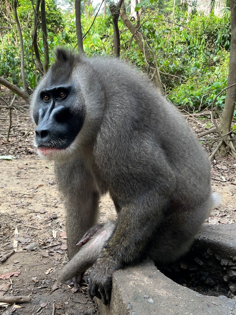 image Nigerian haven for endangered drill monkeys faces daunting pressures