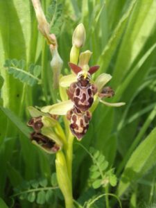 the cyprus bee orchid