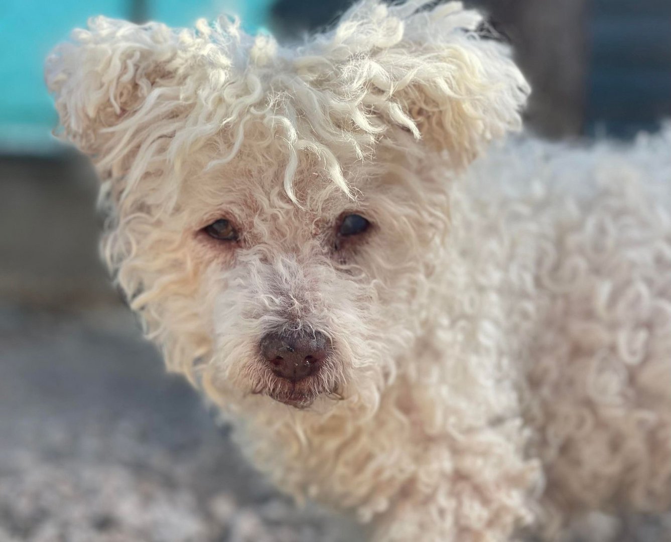 image Giving a dog a bone, and so much more