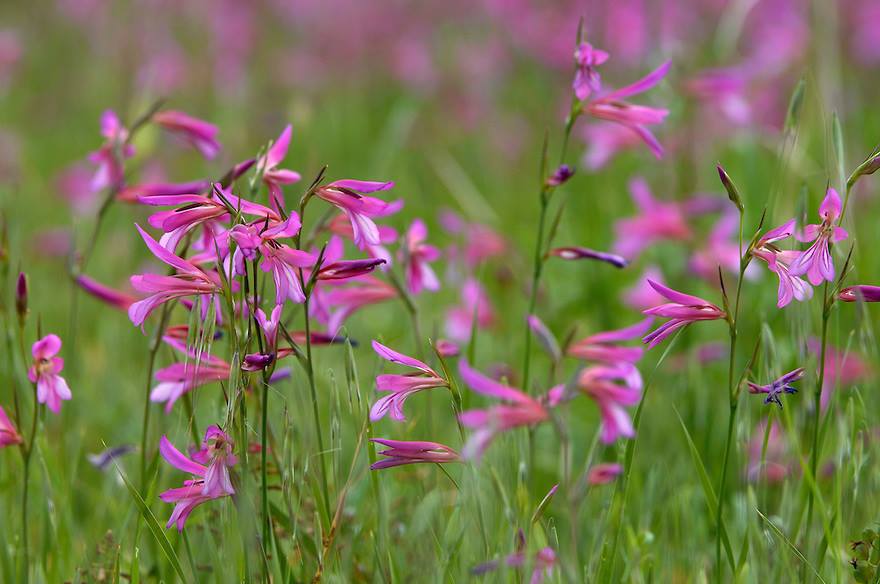 image A riot of glorious wildflowers