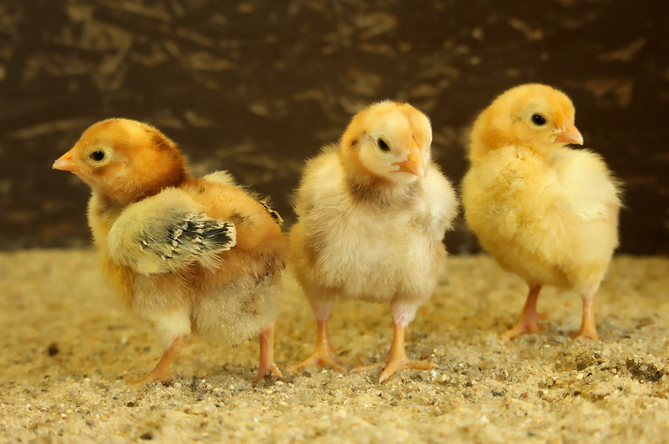 image Animal party urges against cruelty at Easter events