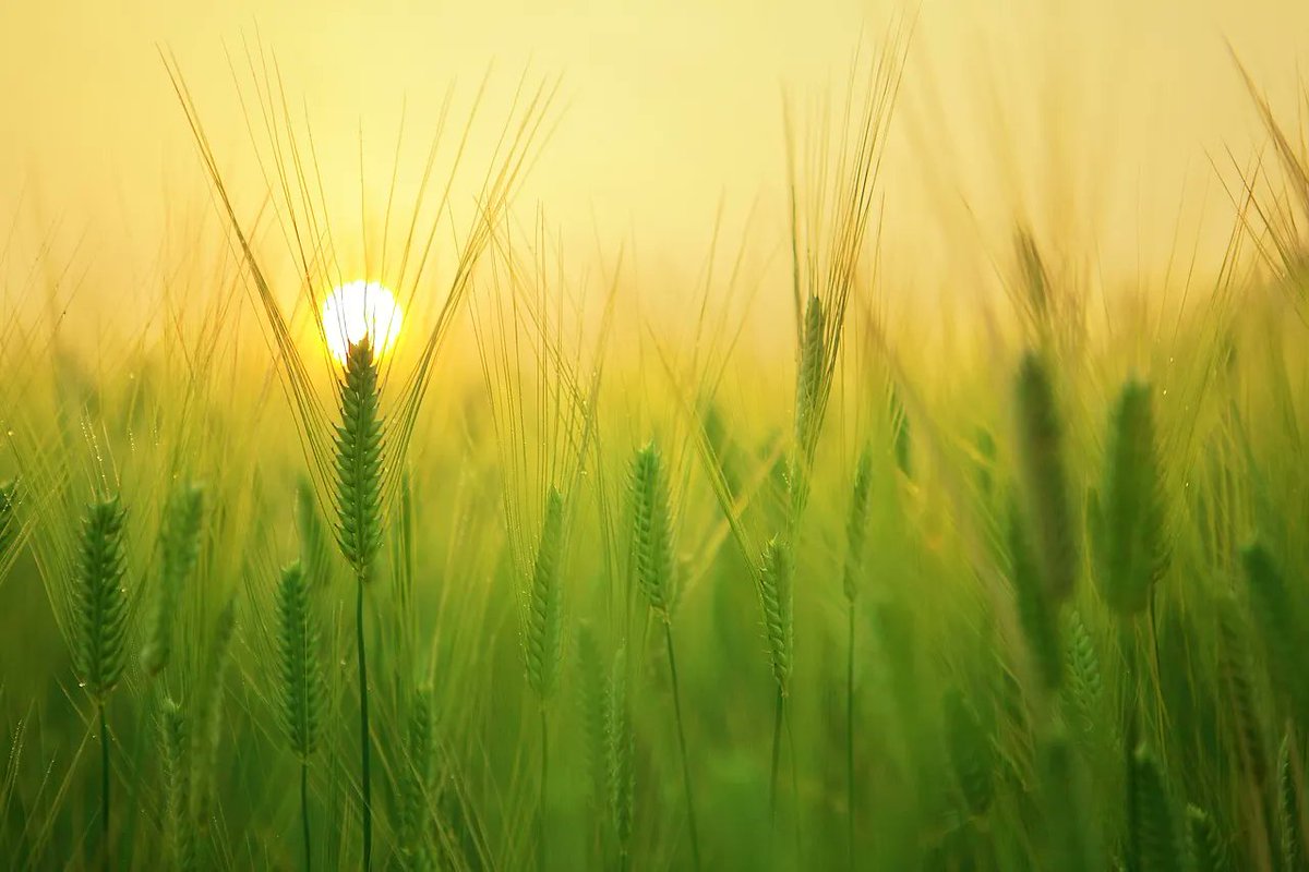 image Project aims to promote environmentally friendly farming